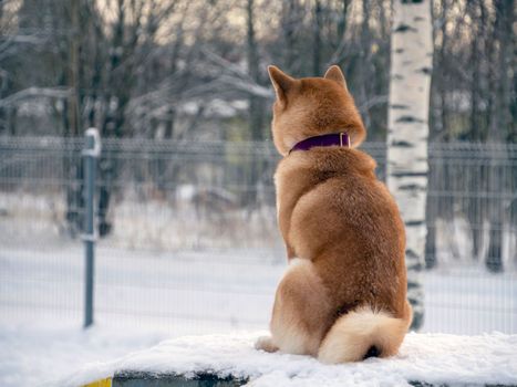 Japanese red coat dog is in winter forest. Portrait of beautiful Shiba inu male standing in the forest on the snow and trees background. High quality photo. Walk in winter