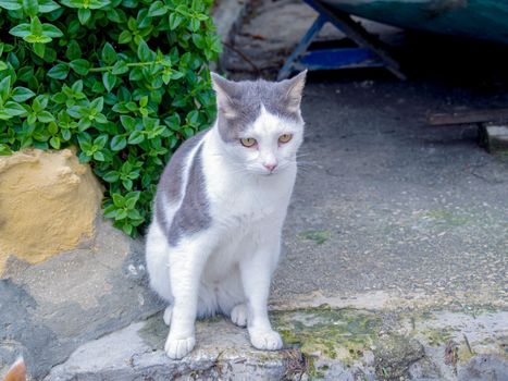 beautiful cats around Malta island. High quality photo