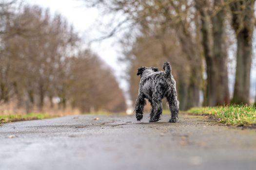 small black schnauzer on a walk on an alley in the park. High quality photo