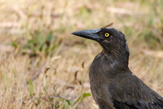 A captivating close-up portrait of a majestic grey currawong, showcasing its striking features and unique personality. Perfect for use in advertising, editorial content, or wall art for nature lovers.