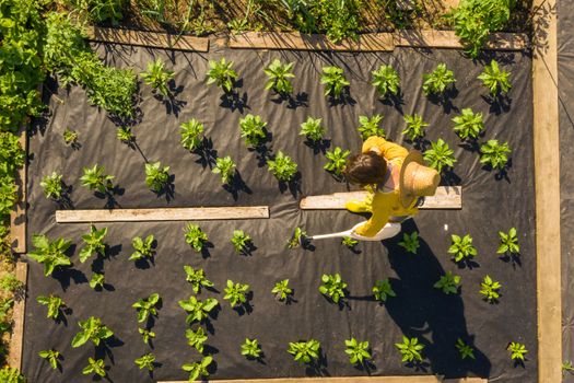 A young girl in a straw hat is standing in the middle of her beautiful green garden, covered in black garden membrane, view from above. A woman gardener is watering the plants with watering can