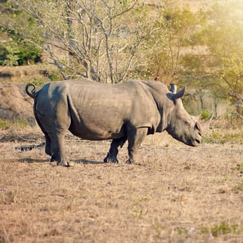 Hes got a point. Full length shot of a rhinoceros in the wild