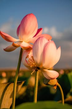 Sunrise in the field of lotuses, Pink lotus Nelumbo nucifera sways in the wind. Against the background of their green leaves. Lotus field on the lake in natural environment