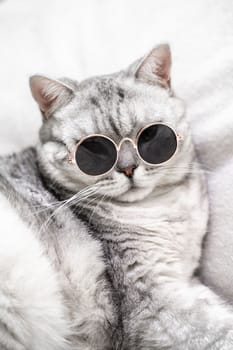 scottish straight cat in glasses, on a white background. Pets