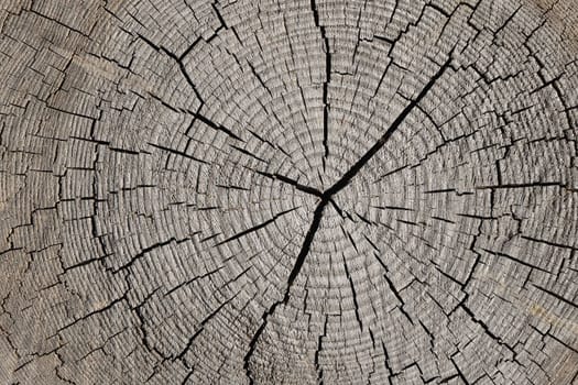 Close up gray background texture of old weathered tree trunk cross section with wood splits and annual rings pattern, elevated top view, directly above