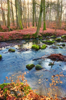 Autumn in the colors of autumn. A colorful photo of forest and river in the fall