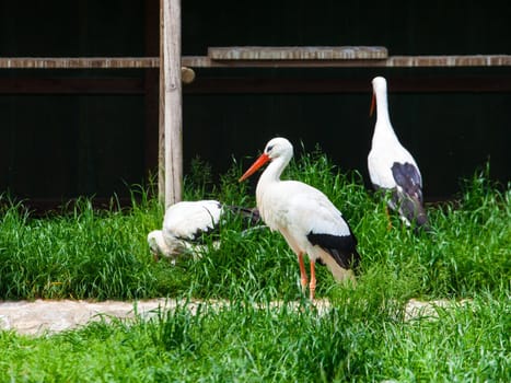 View of White storks in the Animal husbandry