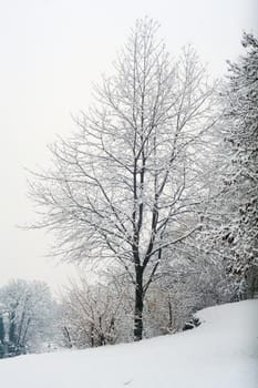 View of forest covered by snow