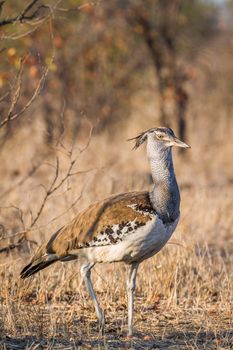 Kori bustard in Kruger National park, South Africa ; Specie Ardeotis kori family of Otididae