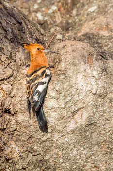 African hoopoe in Kruger National park, South Africa ; Specie Upupa africana family of Upupidae