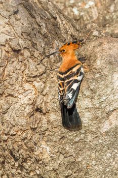 African hoopoe in Kruger National park, South Africa ; Specie Upupa africana family of Upupidae