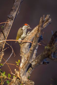 Cardinal Woodpecker in Kruger National park, South Africa ; Specie Dendropicos fuscescens family of Picidae