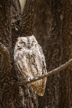 African Scops-Owl in Kruger National park, South Africa ; Specie Otus senegalensis family of Strigidae