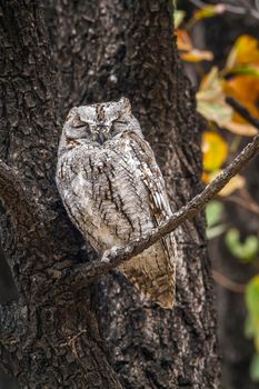 African Scops-Owl in Kruger National park, South Africa ; Specie Otus senegalensis family of Strigidae