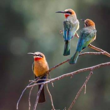White fronted Bee eater in Kruger National park, South Africa ; Specie Merops bullockoides family of Meropidae