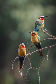 White fronted Bee eater in Kruger National park, South Africa ; Specie Merops bullockoides family of Meropidae