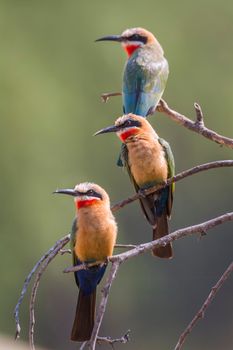 White fronted Bee eater in Kruger National park, South Africa ; Specie Merops bullockoides family of Meropidae