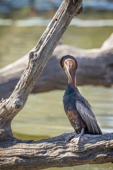 African Darter in Kruger National park, South Africa ; Specie Anhinga rufa family of Anhingidae