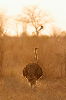 African Ostrich in Kruger National park, South Africa ; Specie Struthio camelus family of Struthionidae