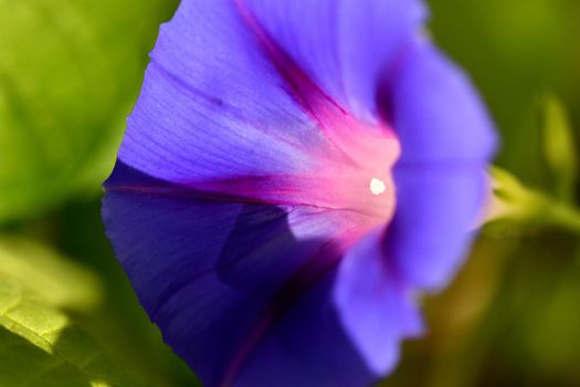 morning glory with flower, drug of the aztecs