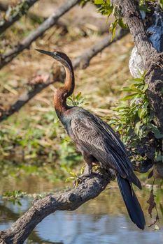 Specie Anhinga rufa family of Anhingidae