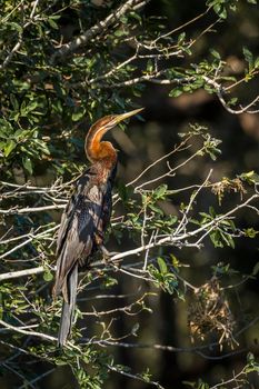 Specie Anhinga rufa family of Anhingidae