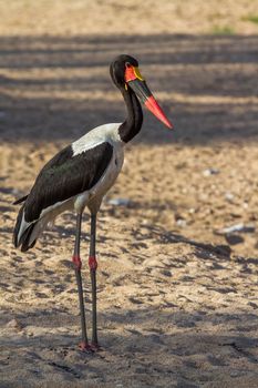 Saddle billed stork in Kruger National park, South Africa ; Specie Ephippiorhynchus senegalensis family of  Ciconiidae