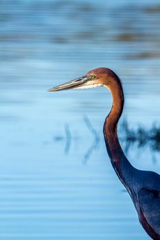 Goliath heron in Kruger National park, South Africa ; Specie Ardea goliath family of 