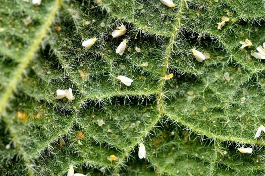 greenhouse whiteflies on a mallow leaf