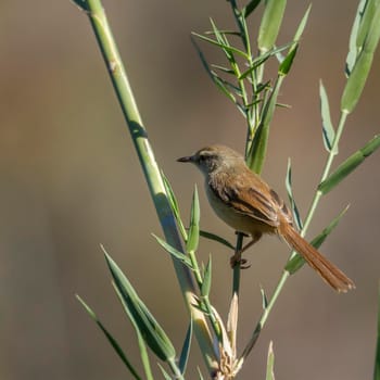 Black-chested Prinia in Kruger National park, South Africa ; Specie Prinia flavicans family of Cisticolidae