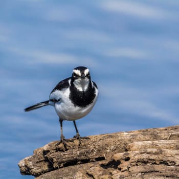 African Pied Wagtail in Kruger National park, South Africa ; Specie Motacilla aguimp family of Motacillidae