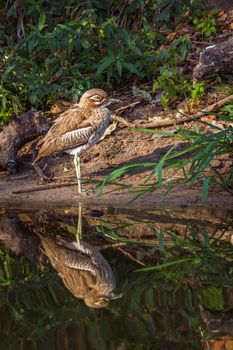 Specie Burhinus vermiculatus family of Burhinidae 