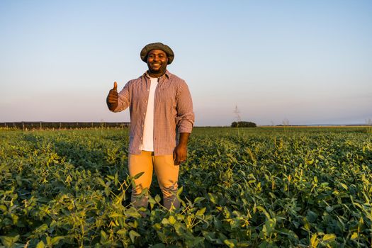 Farmer is standing in his growing soybean field. He is satisfied because of good progress of plants.