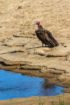 Lappet faced Vulture in Kruger National park, South Africa ; Specie  Torgos tracheliotos family of Accipitridae