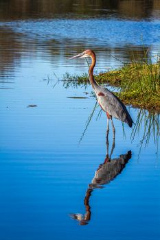 Goliath heron in Kruger National park, South Africa ; Specie Ardea goliath family of Ardeidae