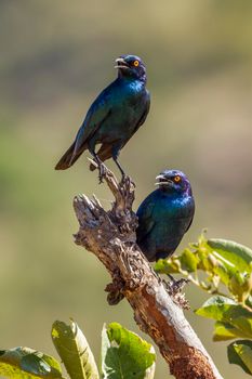 Specie Lamprotornis chalybaeus family of Sturnidae