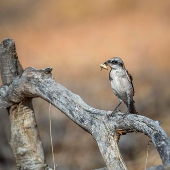 Red-backed Shrike with insect prey in Kruger National park, South Africa ; Specie Lanius collurio family of Laniidae