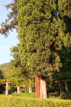 View of the Cypress in the Miramare park, Trieste