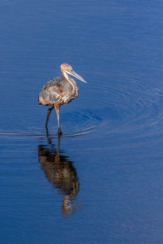 Goliath heron in Kruger National park, South Africa ; Specie Ardea goliath family of Ardeidae