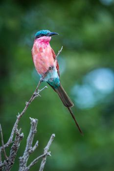 Southern Carmine Bee-eater in Kruger National park, South Africa ; Specie Merops nubicoides family of Meropidae