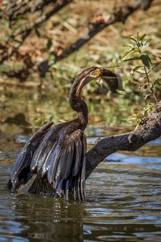 Specie Anhinga rufa family of Anhingidae