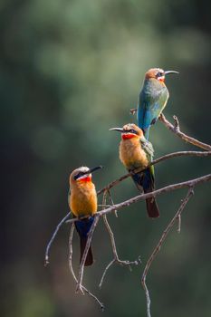 White fronted Bee eater in Kruger National park, South Africa ; Specie Merops bullockoides family of Meropidae