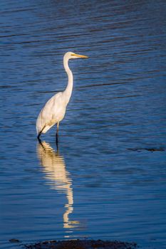 Western Great Egret in Kruger National park, South Africa ; Specie Ardea alba family of Ardeidae 