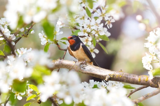 bird sits among blossoming cherry branches, wild birds