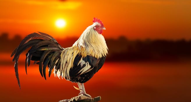 rooster at dawn stands proudly holding its head, bird symbol