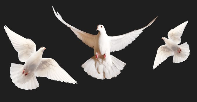 white doves in flight isolated on white background, bird symbol