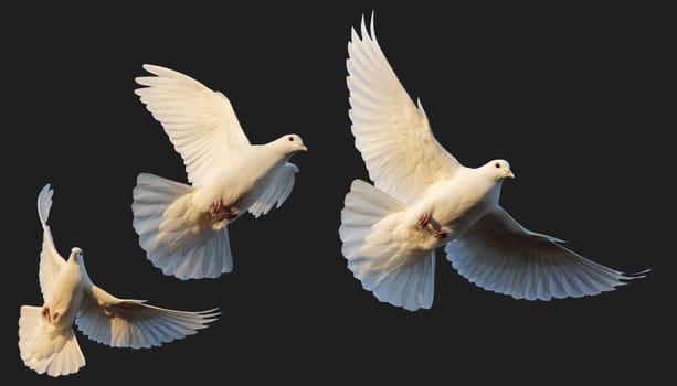 white pigeons in flight isolated on white background, bird symbol