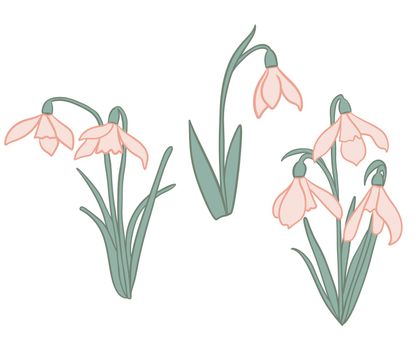 Hand drawn illustration of beige snowdrop galanthus flower with green leaves. Spring forest plant, pastel nature botanical art, bloom blossom first flower snow wood, realistic petal botany