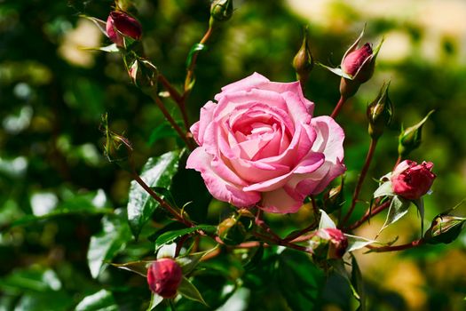 a prickly bush or shrub that typically bears red, pink, yellow, or white fragrant flowers, native to north temperate regions.