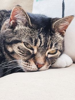 Beautiful female tabby cat at home, adorable domestic pet portrait, close-up